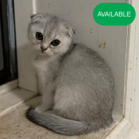 19. Scottish fold.Silver chinchilla girl.Green eyes.3 months old. 2 deworming and 2 vaccination included