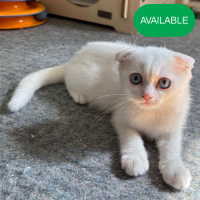 06.Scottish fold girl 3 months old.2 dewormed and 2 vaccination included