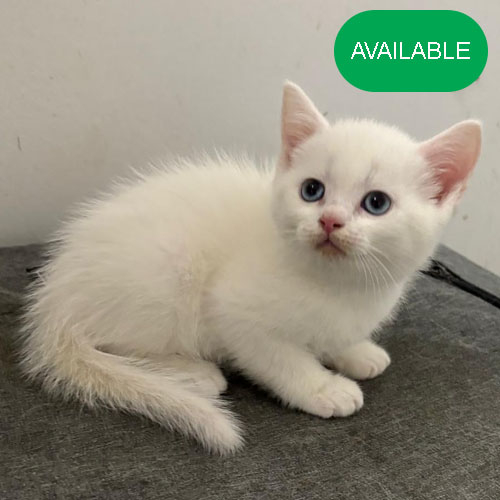 07. Scottish straight white girl .2 months old.2 deworming and 2 vaccination included