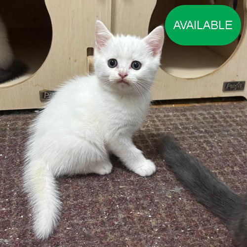 08. Scottish straight white boy.2 months old.2 deworming and 2 vaccination included