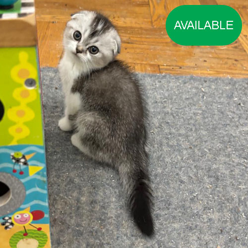 11. Scottish fold silver chinchilla bicolor.green eyes boy.2 months old.2 deworming and 2 vaccination included