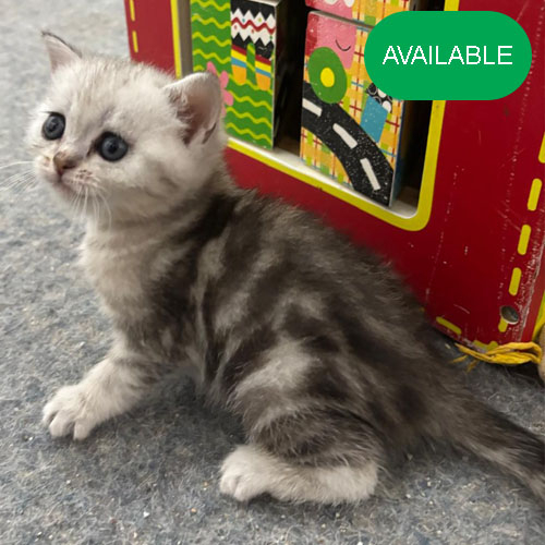 16. Scottish straight silver chinchilla girl.green eyes.2 deworming and 2 vaccination included
