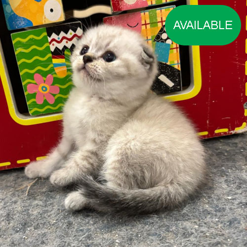 17. Scottish fold collar point boy.blue eyes.2 deworming and 2 vaccination included