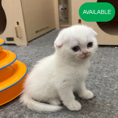 18. Scottish fold white girl .2 deworming and 2 vaccination included