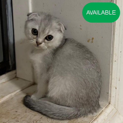 19. Scottish fold.Silver chinchilla girl.Green eyes.3 months old. 2 deworming and 2 vaccination included
