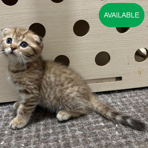 23. Scottish fold.Golden chinchilla boy.green eyes.2 months old.2 deworming and 2 vaccination included