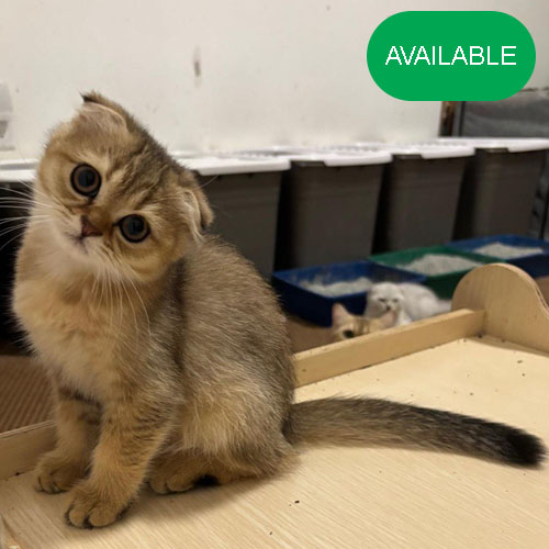 20. Scottish fold.Golden chinchilla girl .green eyes.2 months old. 2 deworming and 2 vaccination included