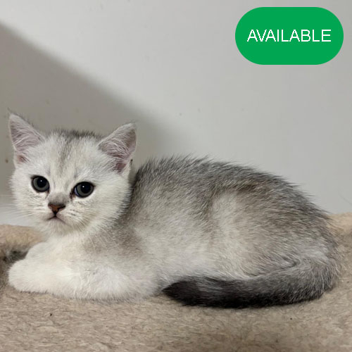 28. Scottish straight.Silver chinchilla boy.green eyes.2 months old.2 deworming and 2 vaccination included