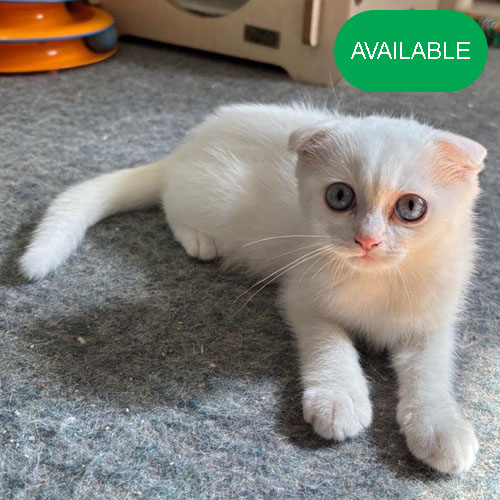 06.Scottish fold girl 3 months old.2 dewormed and 2 vaccination included