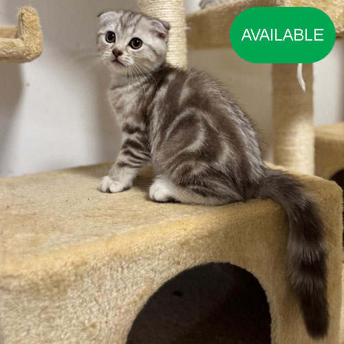 04. Scottish fold boy.3 months old.2deworming and 2vaccination including