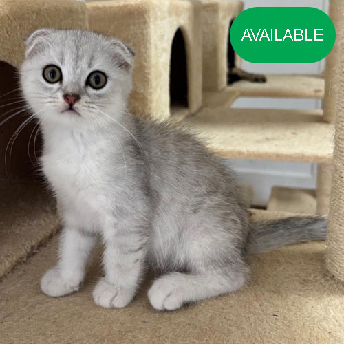 05.Scottish fold boy .3 months old.2 vaccinated and 2 deworming including