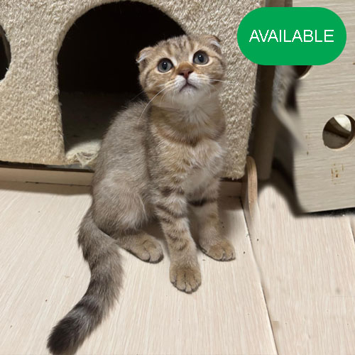 23. Scottish fold.Golden chinchilla boy.green eyes.3 months old.2 deworming and 2 vaccination included